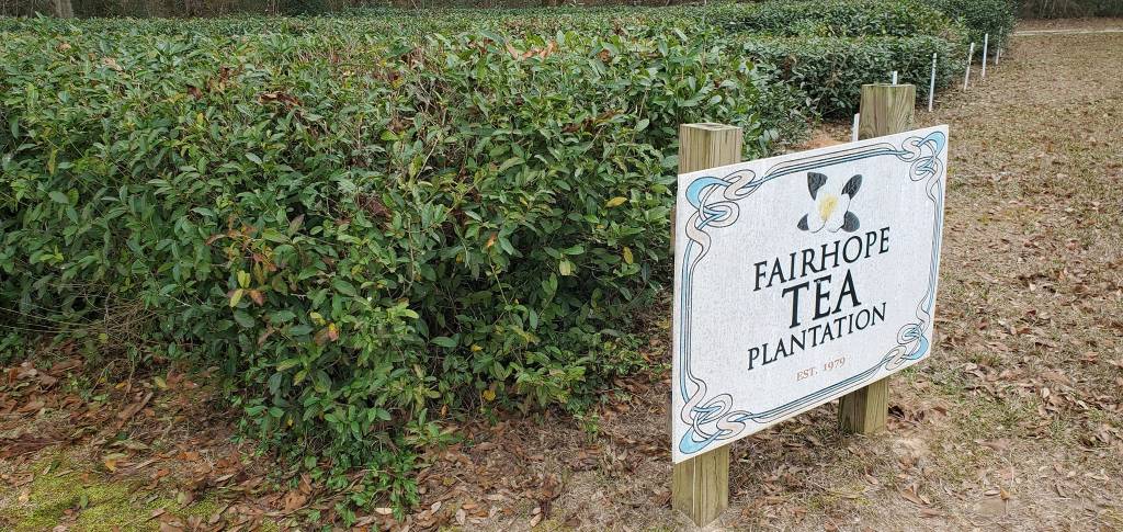 Fairhope Tea Plantation