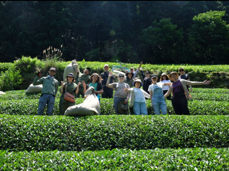 Global Japanese Tea&nbsp;Association